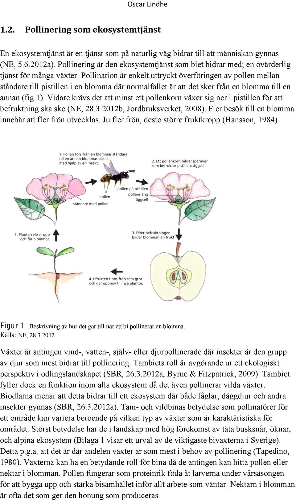 Pollination är enkelt uttryckt överföringen av pollen mellan ståndare till pistillen i en blomma där normalfallet är att det sker från en blomma till en annan (fig 1).