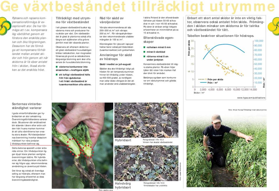 De har förden i skidan minskar om skidorna är för talrika I ett glesare växtbestånd buskar sig Vårrybs rekommenderas att sås På våren är strävan enligt tidigare 7 måga att t.ex.