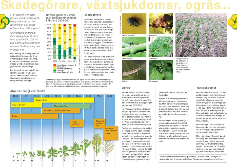 Med betning har man uppnått en tydlig skördeökning under år då loppornas population varit riklig. Alternativt kan maximera frönas snabba grodd och bekämpa skadegörarna med besprutningar.