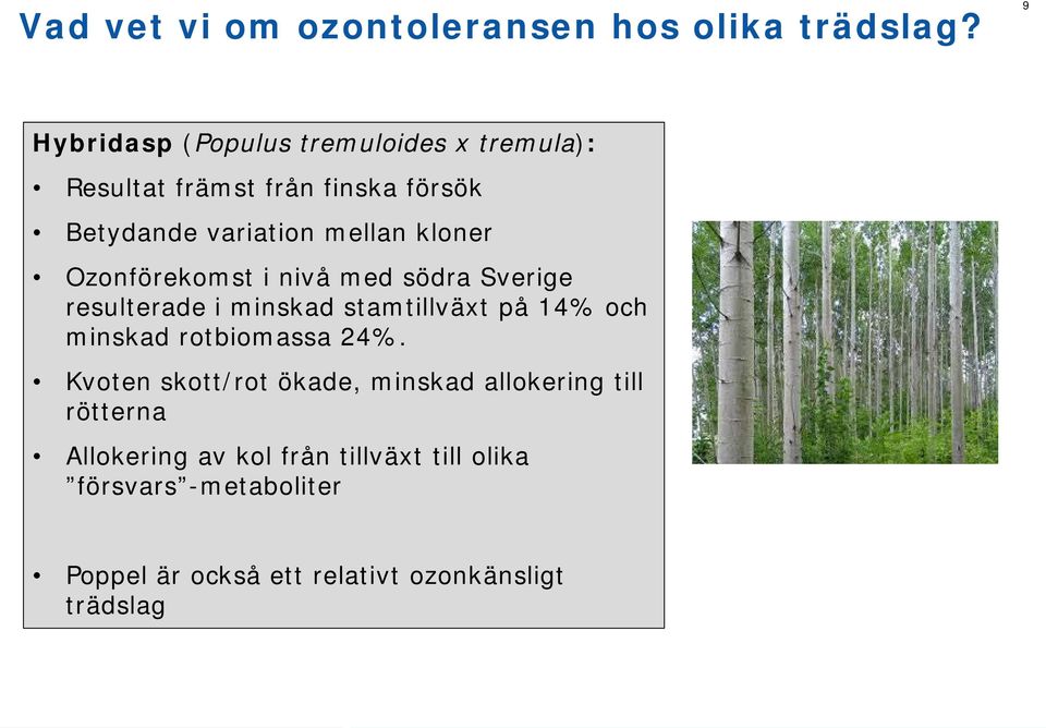 kloner Ozonförekomst i nivå med södra Sverige resulterade i minskad stamtillväxt på 14% och minskad rotbiomassa
