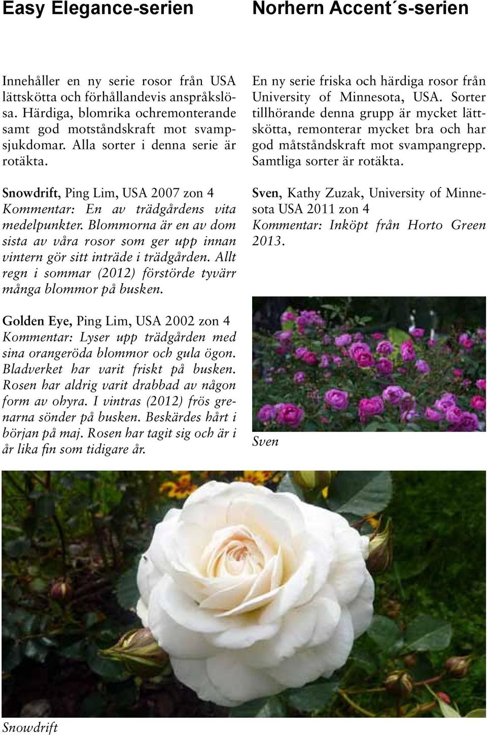 Blommorna är en av dom sista av våra rosor som ger upp innan vintern gör sitt inträde i trädgården. Allt regn i sommar (2012) förstörde tyvärr många blommor på busken.