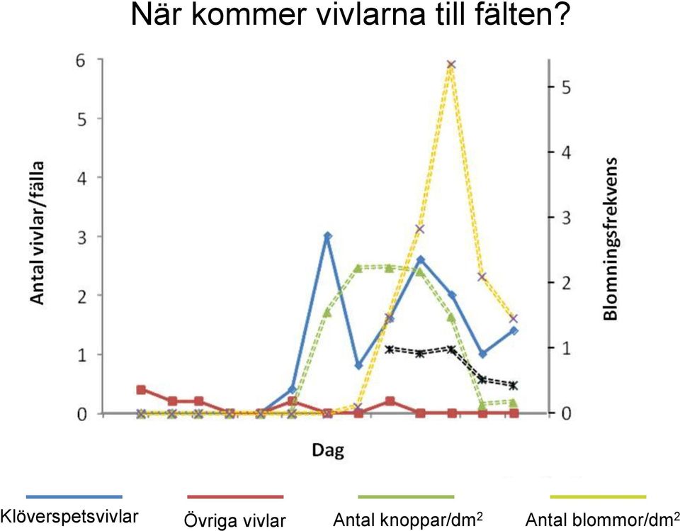 Klöverspetsvivlar Övriga