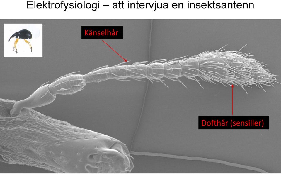 insektsantenn