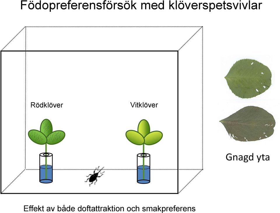 Vitklöver Gnagd yta Effekt av