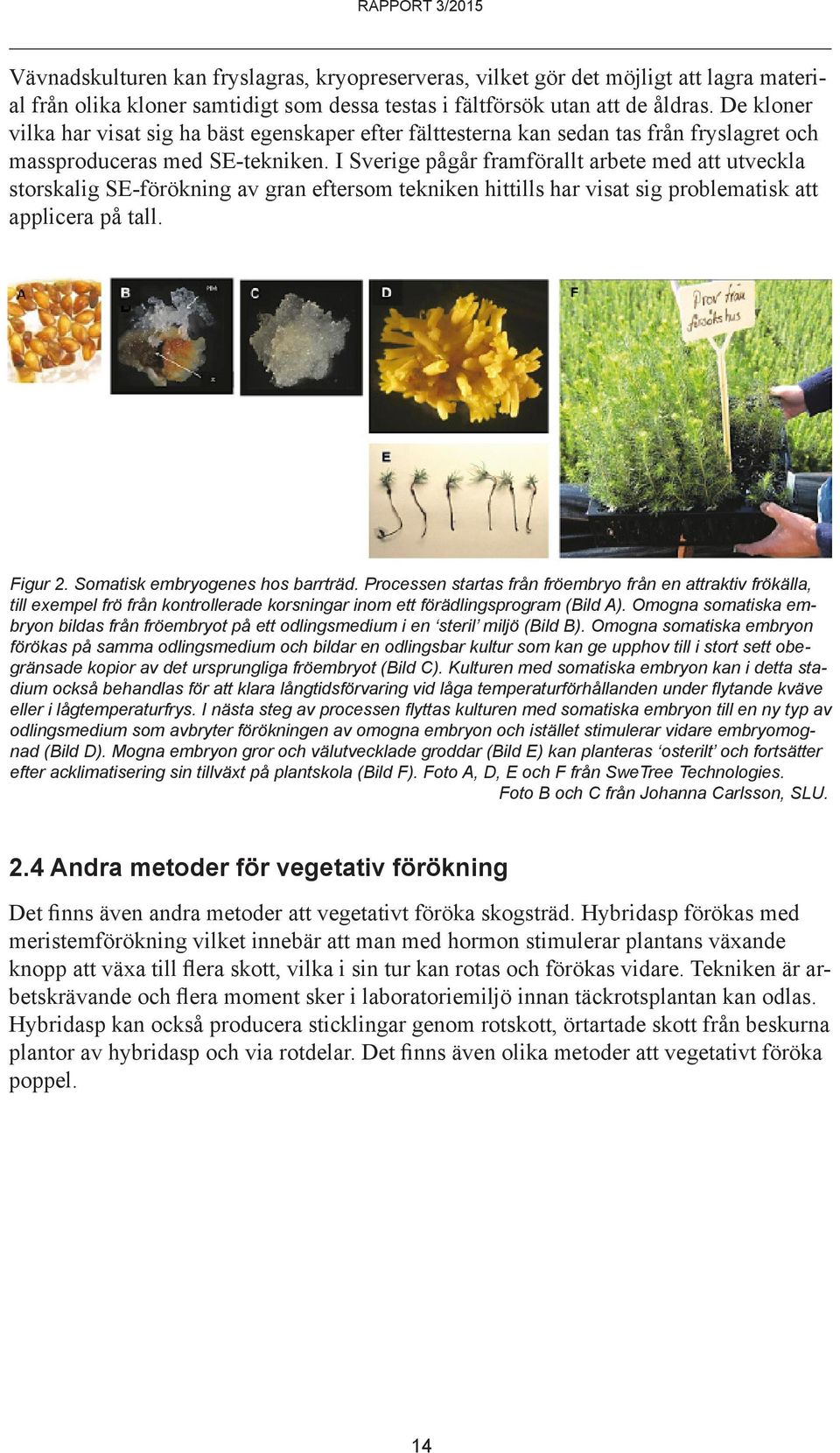 I Sverige pågår framförallt arbete med att utveckla storskalig SE-förökning av gran eftersom tekniken hittills har visat sig problematisk att applicera på tall. Figur 2.
