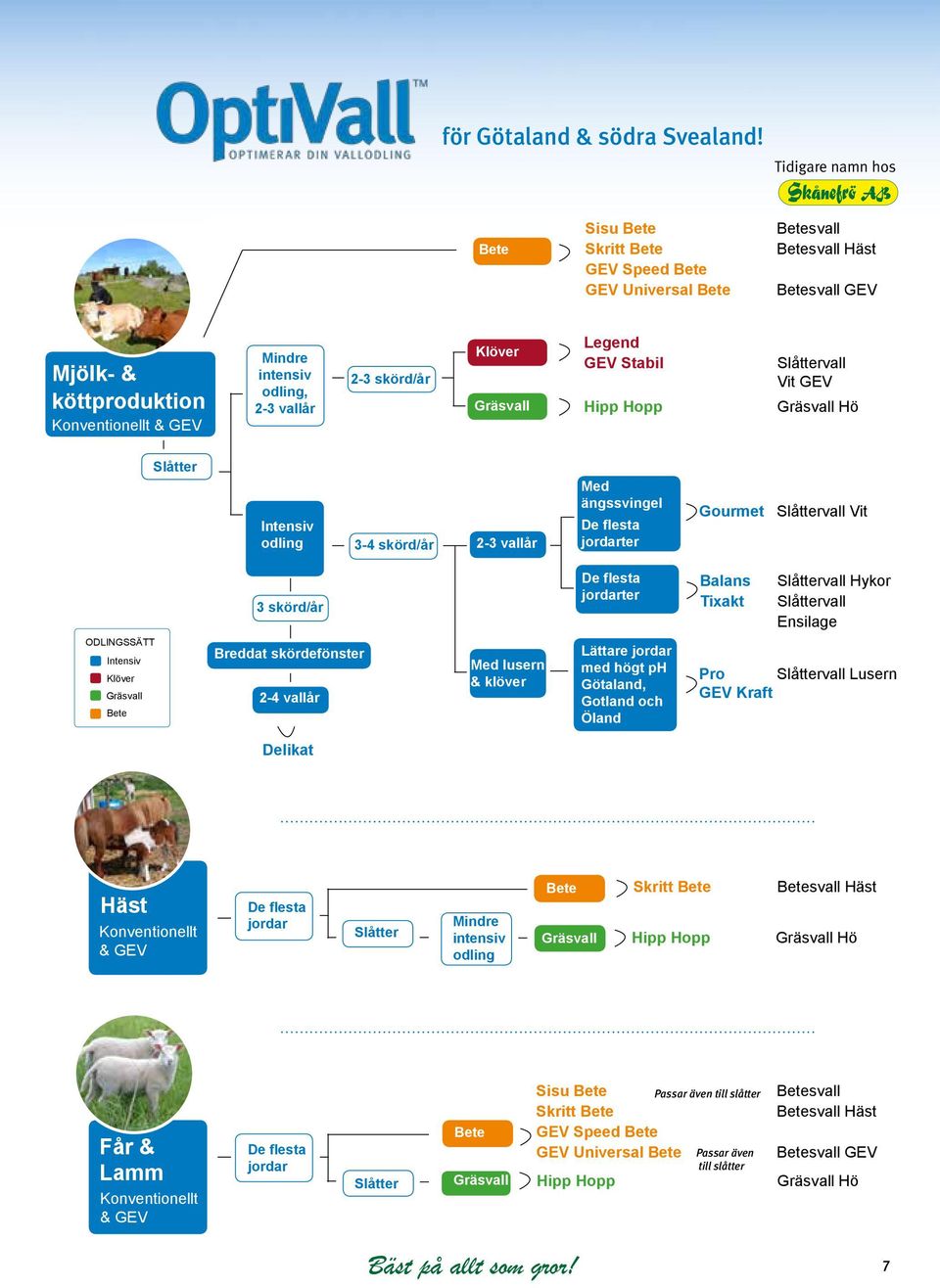 2-3 skörd/år Klöver Gräsvall Legend GEV Stabil Hipp Hopp Slåttervall Vit GEV Gräsvall Hö Slåtter Intensiv odling 3-4 skörd/år 2-3 vallår Med ängssvingel De flesta jordarter Gourmet Slåttervall Vit 3