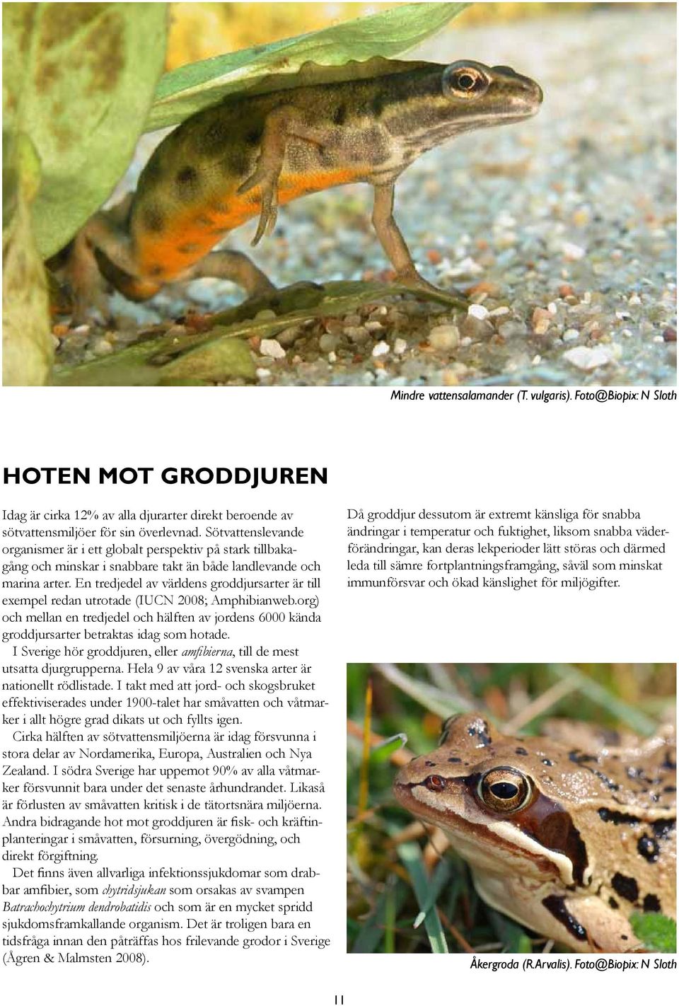 En tredjedel av världens groddjursarter är till exempel redan utrotade (IUCN 2008; Amphibianweb.org) och mellan en tredjedel och hälften av jordens 6000 kända groddjursarter betraktas idag som hotade.