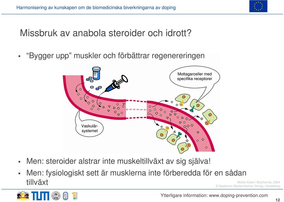 Vaskulärsystemet Men: steroider alstrar inte muskeltillväxt av sig själva!