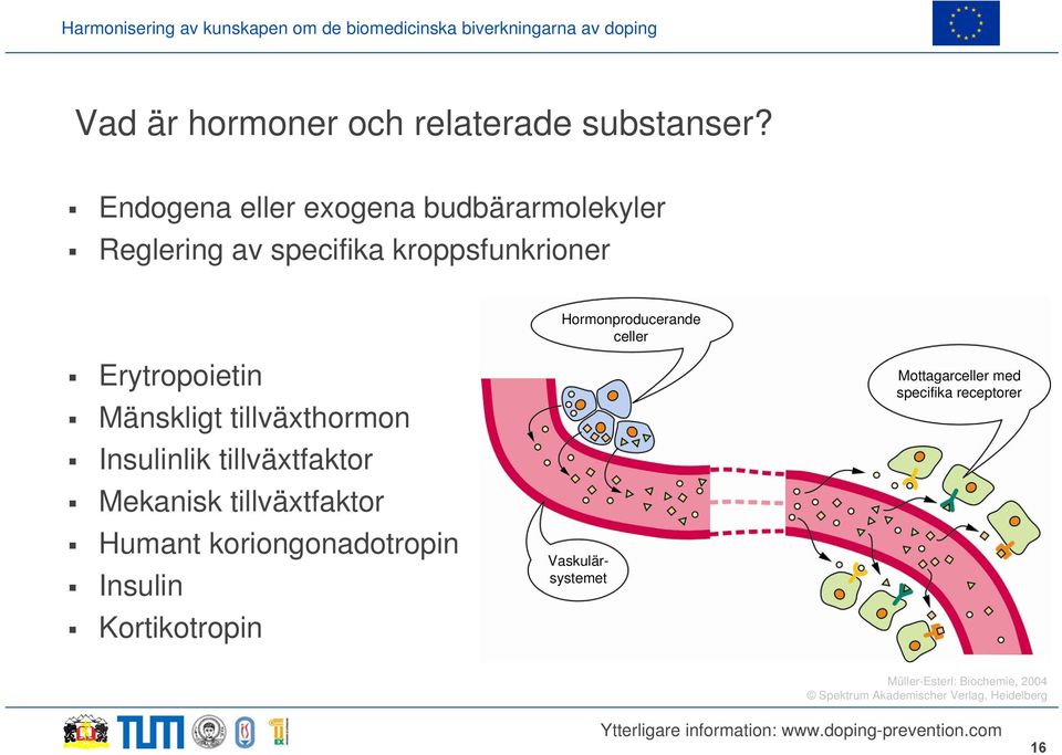 tillväxthormon Insulinlik tillväxtfaktor Mekanisk tillväxtfaktor Humant koriongonadotropin Insulin