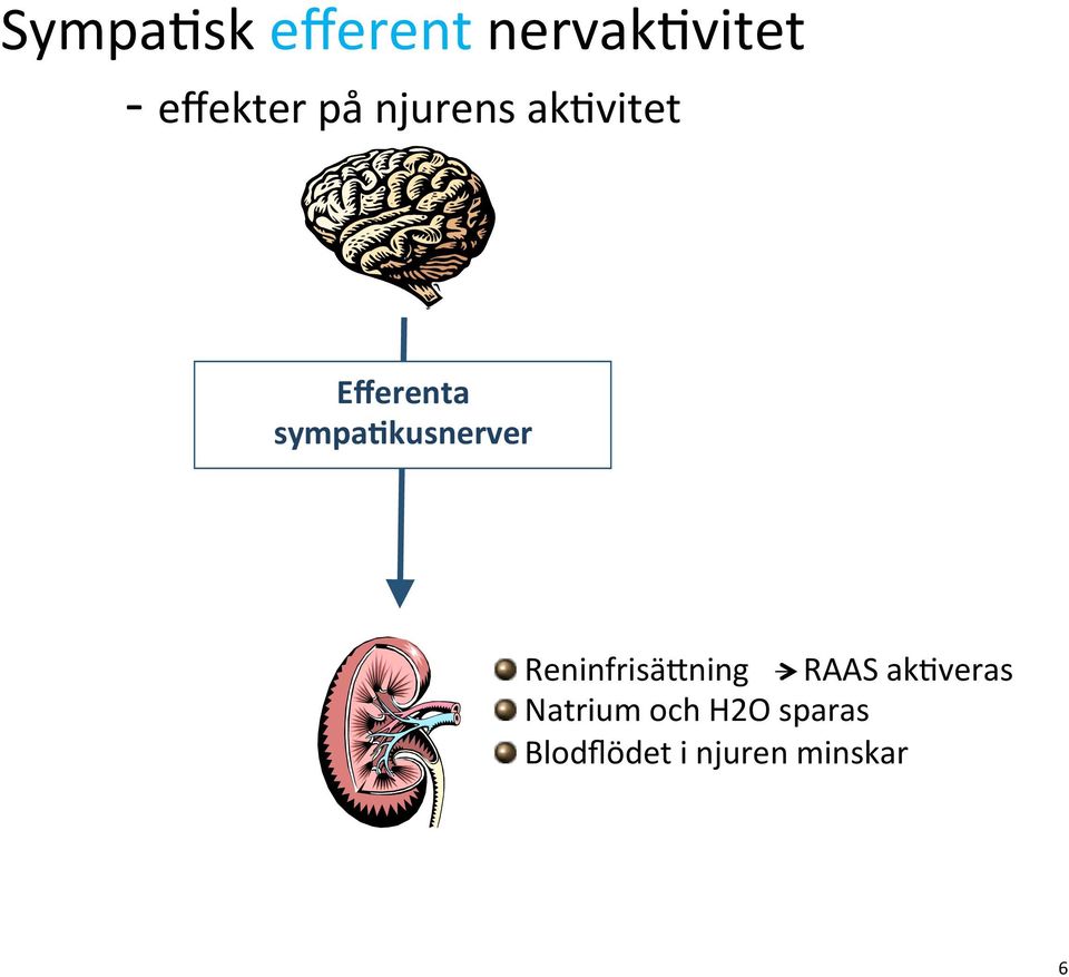 sympa4kusnerver " ReninfrisäEning RAAS