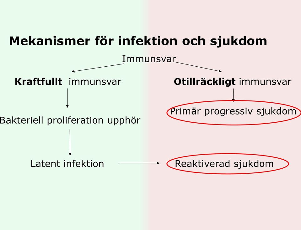 Bakteriell proliferation upphör Primär