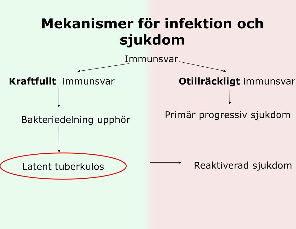 immunsvar Bakteriedelning upphör Primär