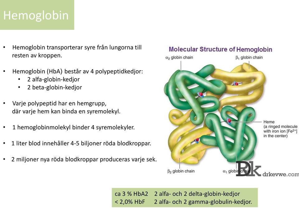 hemgrupp, där varje hem kan binda en syremolekyl. 1 hemoglobinmolekyl binder 4 syremolekyler.