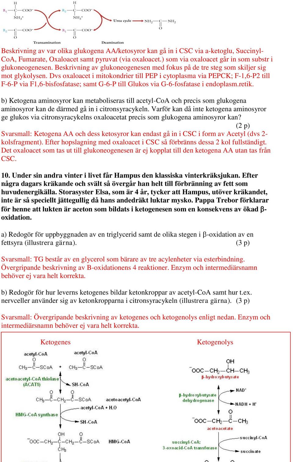 Dvs oxaloacet i mitokondrier till PEP i cytoplasma via PEPCK; F-1,6-P2 till F-6-P via F1,6-bisfosfatase; samt G-6-P till Glukos via G-6-fosfatase i endoplasm.retik.