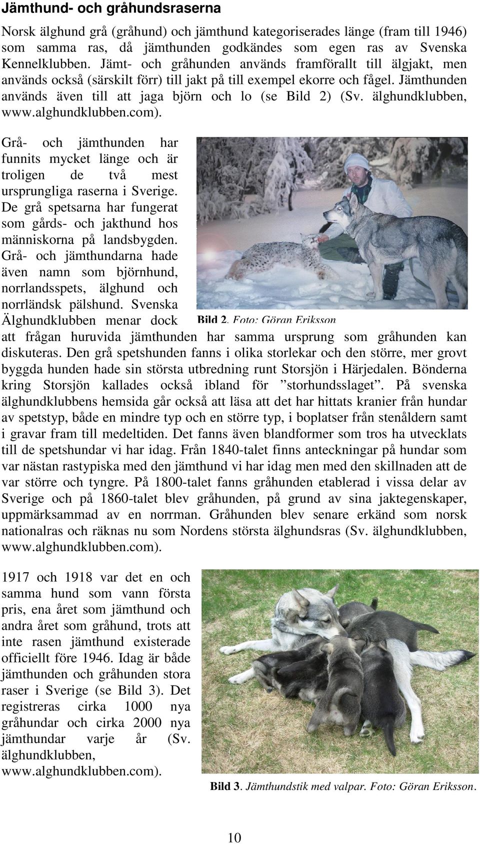 älghundklubben, www.alghundklubben.com). Grå- och jämthunden har funnits mycket länge och är troligen de två mest ursprungliga raserna i Sverige.
