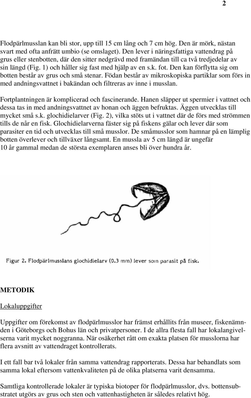 Den kan förflytta sig om botten består av grus och små stenar. Födan består av mikroskopiska partiklar som förs in med andningsvattnet i bakändan och filtreras av inne i musslan.