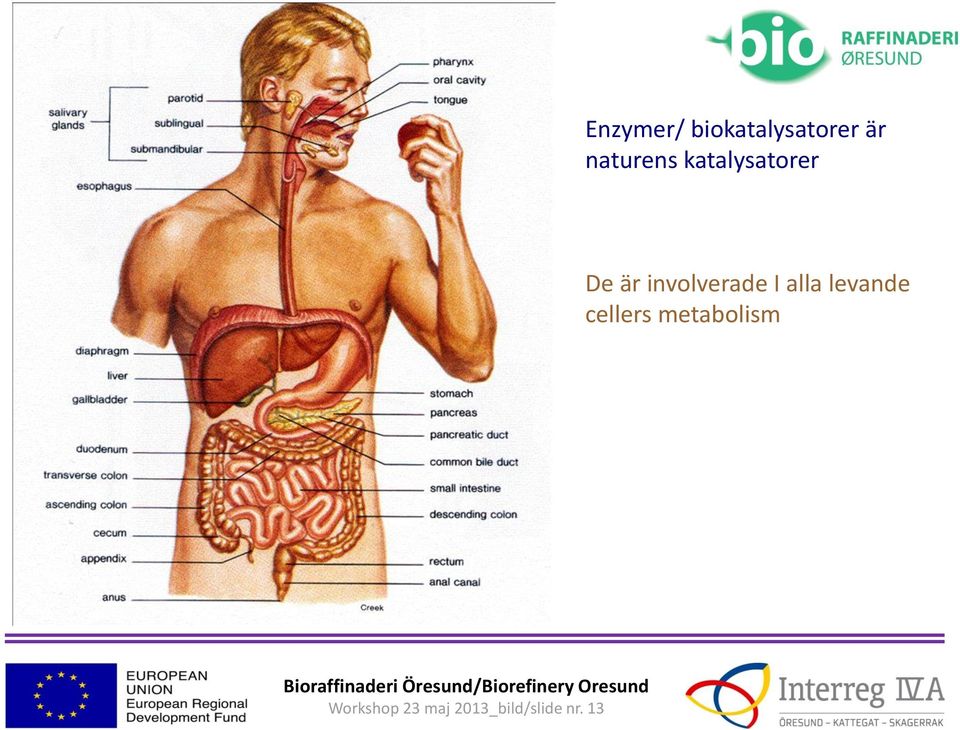 involverade I alla levande cellers