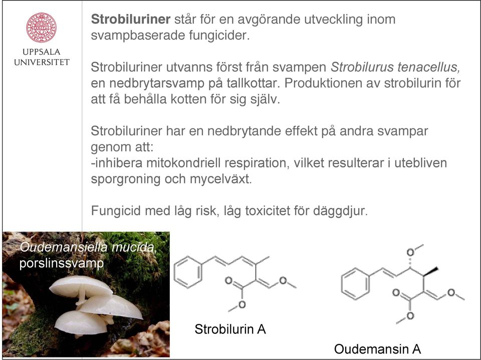 Produktionen av strobilurin för att få behålla kotten för sig själv.