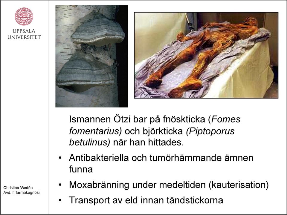 Antibakteriella och tumörhämmande ämnen funna Moxabränning