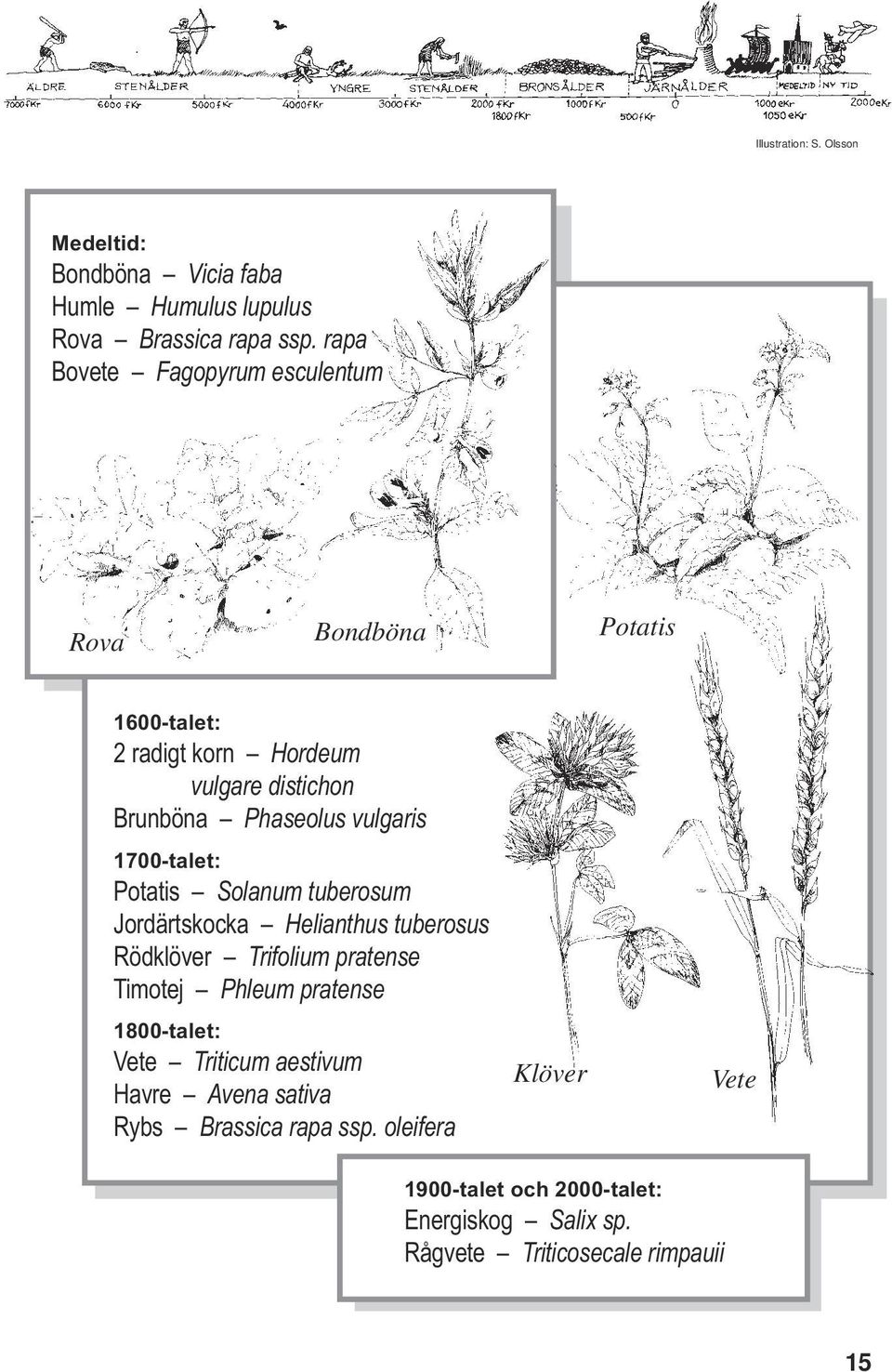 1700-talet: Potatis Solanum tuberosum Jordärtskocka Helianthus tuberosus Rödklöver Trifolium pratense Timotej Phleum pratense