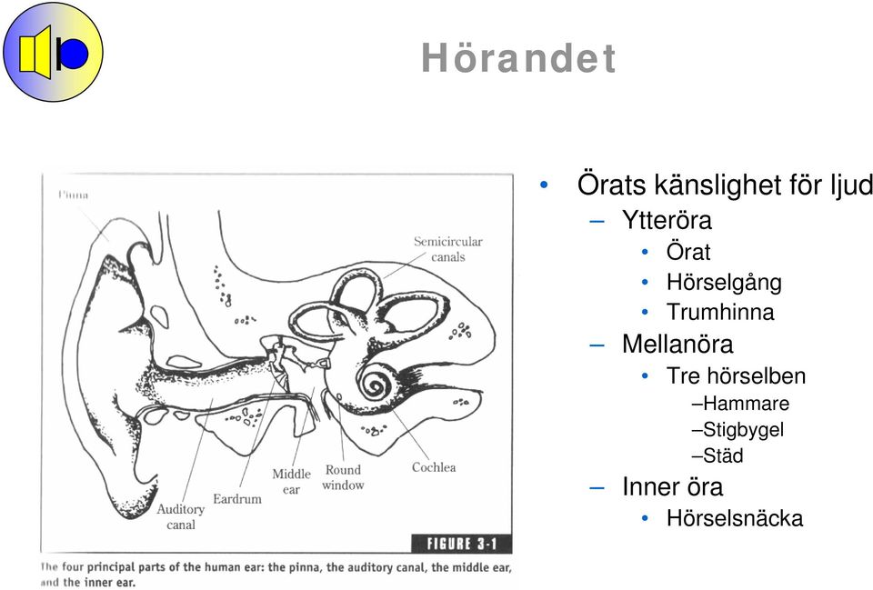 Mellanöra Tre hörselben Hammare