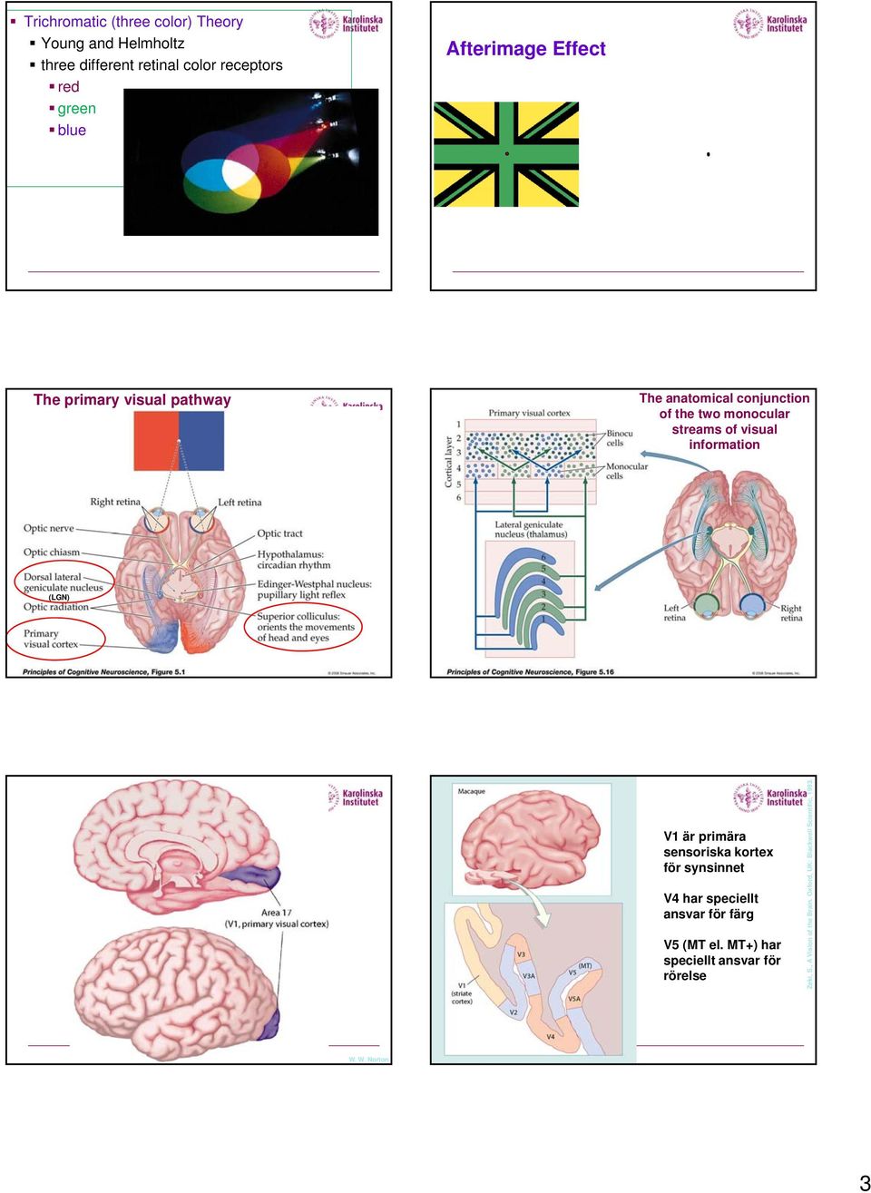 information (LGN) V1 är primära sensoriska kortex för synsinnet V4 har speciellt ansvar för färg V5 (MT el.