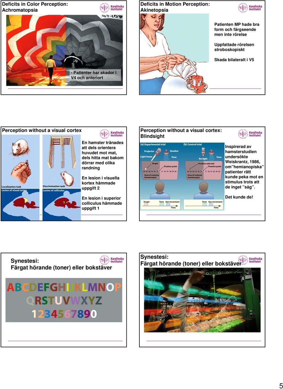 En lesion i visuella kortex hämmade uppgift 2 En lesion i superior colliculus hämmade uppgift 1 Perception without a visual cortex: Blindsight Inspirerad av hamsterstudien undersökte Weiskrantz,