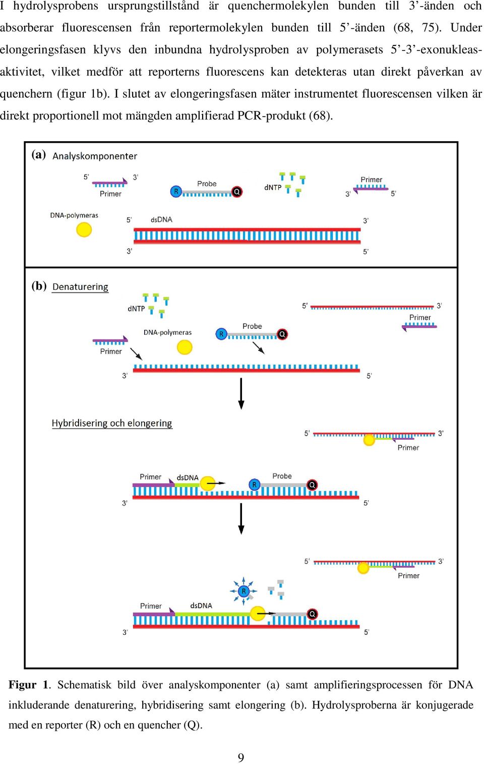 quenchern (figur 1b). I slutet av elongeringsfasen mäter instrumentet fluorescensen vilken är direkt proportionell mot mängden amplifierad PCR-produkt (68). (a) (b) Figur 1.