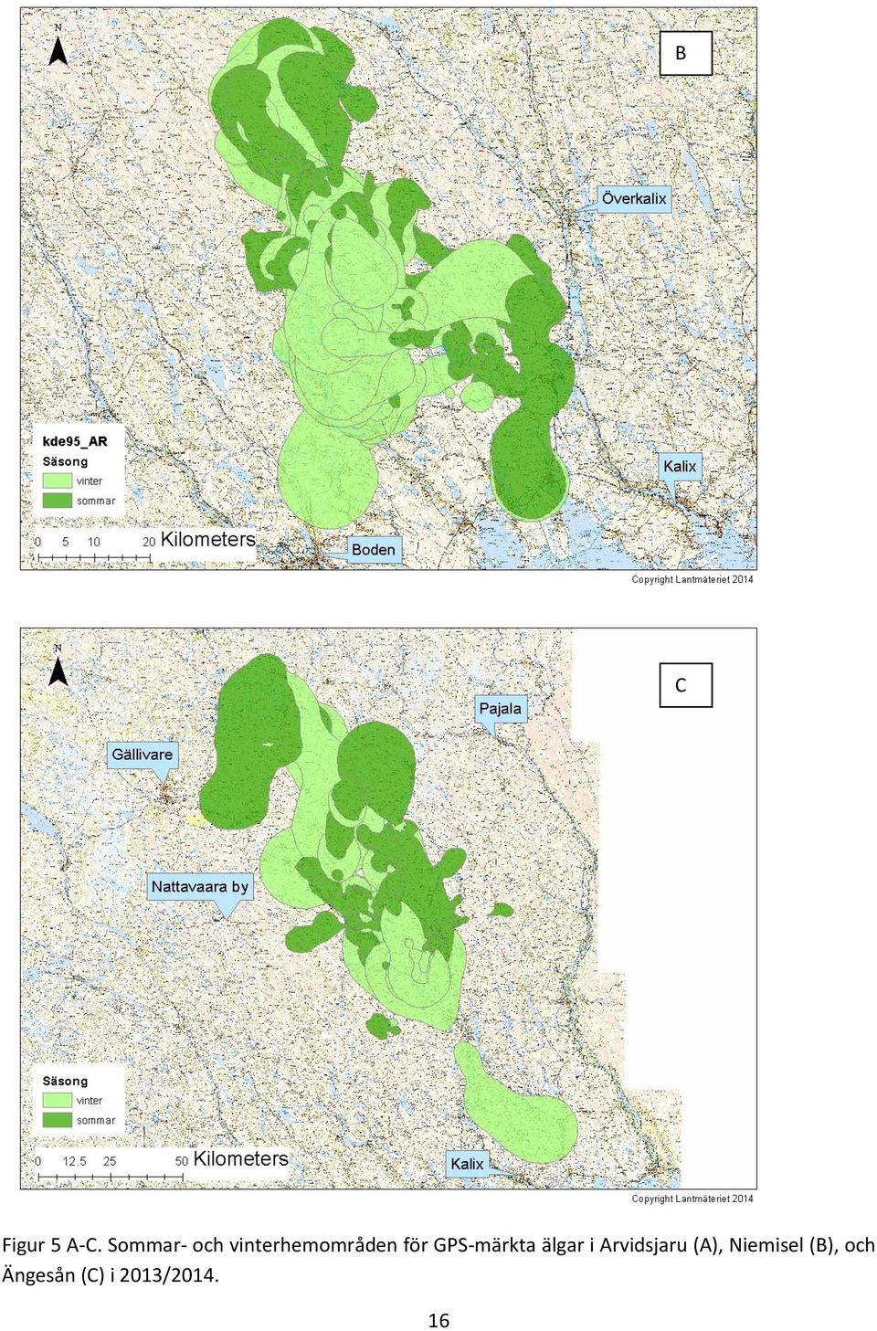 GPS-märkta älgar i Arvidsjaru