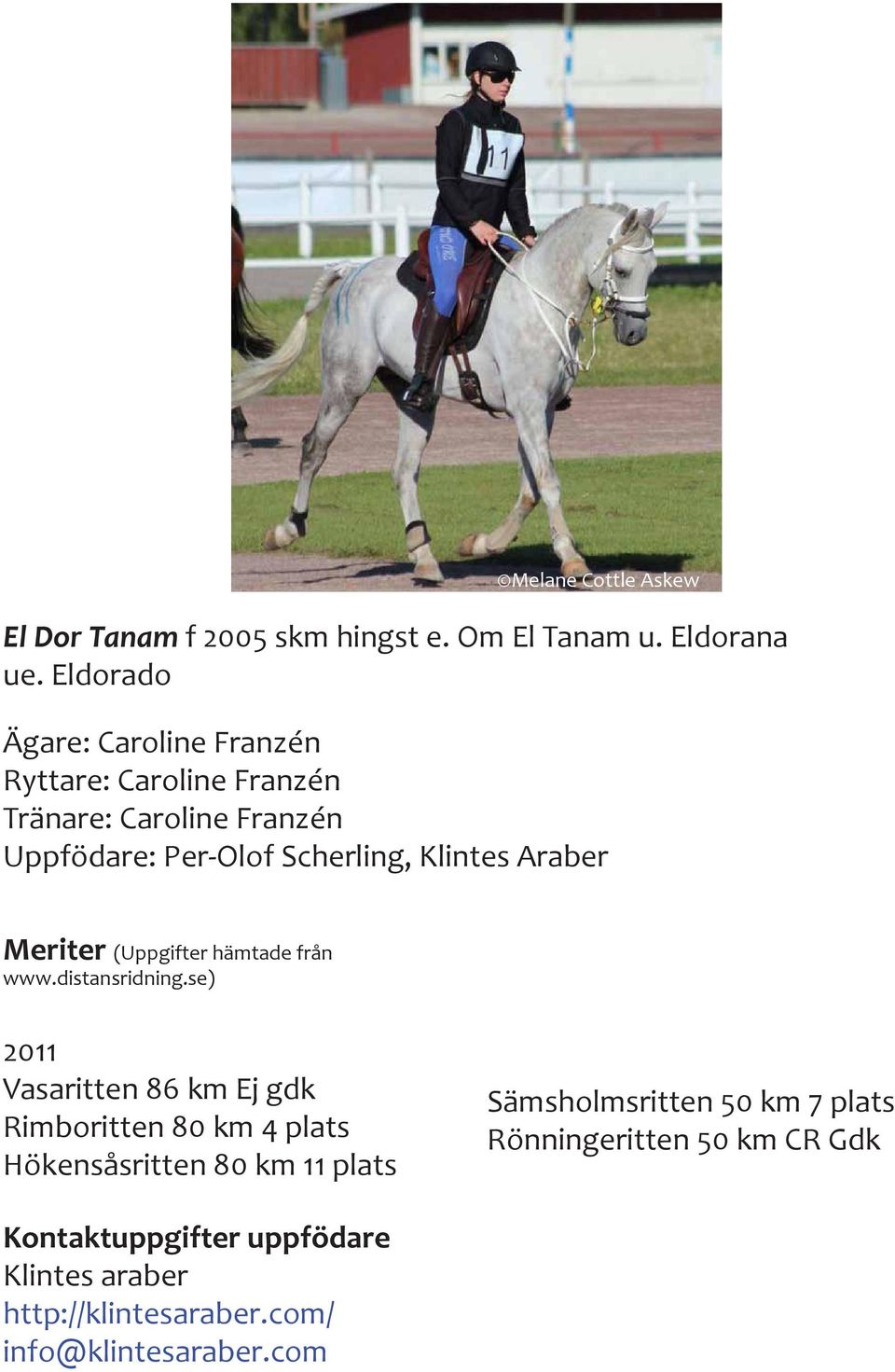 Araber Meriter (Uppgifter hämtade från www.distansridning.