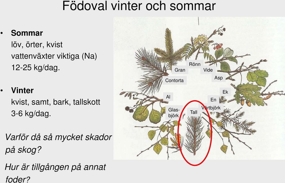 Vinter kvist, samt, bark, tallskott 3-6 kg/dag.