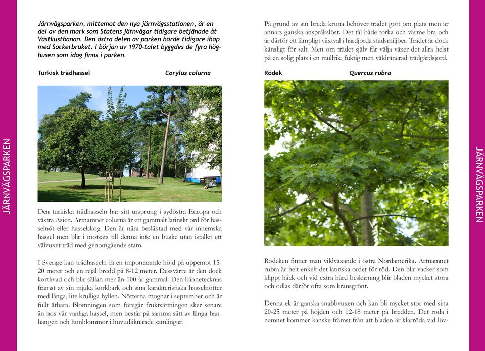 Turkisk trädhassel Corylus colurna Rödek Quercus rubra JÄRNVÄGSPARKEN JÄRNVÄGSPARKEN Järnvägsparken, mittemot den nya järnvägsstationen, är en del av den mark som Statens järnvägar tidigare betjänade
