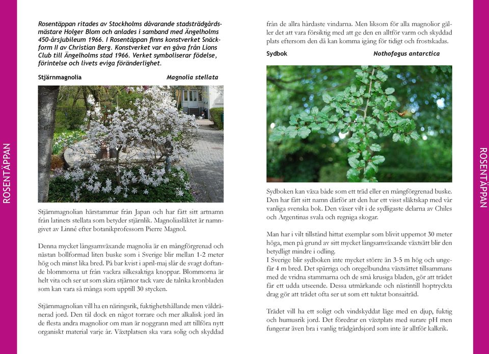 Men liksom för alla magnolior gäller det att vara försiktig med att ge den en alltför varm och skyddad plats eftersom den då kan komma igång för tidigt och frostskadas.