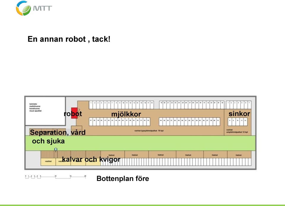 och sjuka mjölkkor sinkor