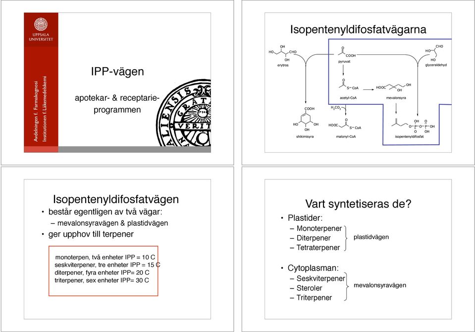 mevalonsyravägen & plastidvägen ger upphov till terpener monoterpen, två enheter IPP = 10 C seskviterpener, tre enheter IPP = 15 C