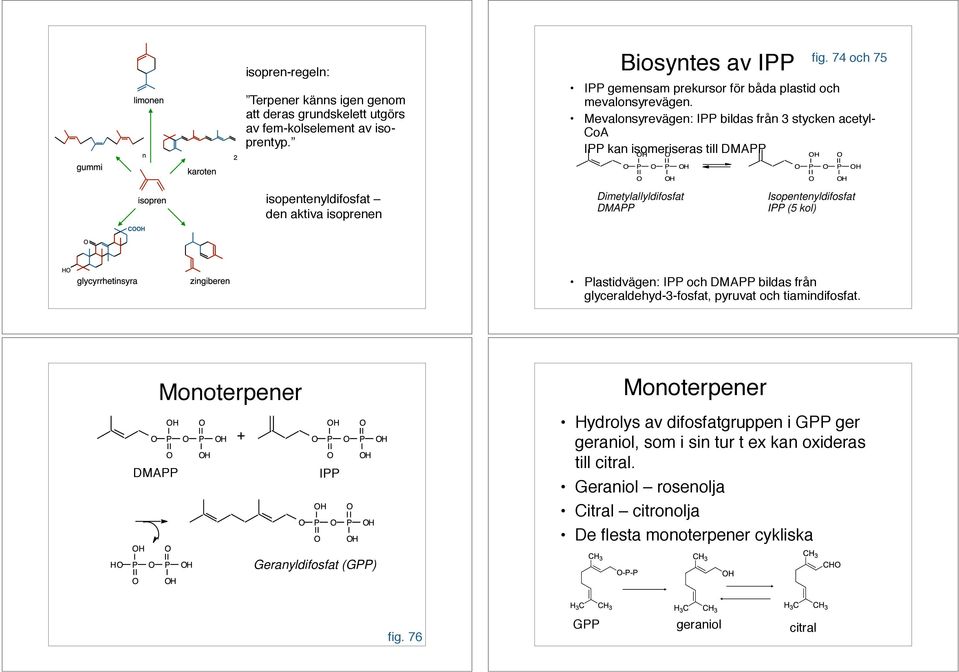 Mevalonsyrevägen: IPP bildas från 3 stycken acetyl- CoA IPP kan isomeriseras till DMAPP isopentenyldifosfat den aktiva isoprenen Dimetylallyldifosfat DMAPP Isopentenyldifosfat