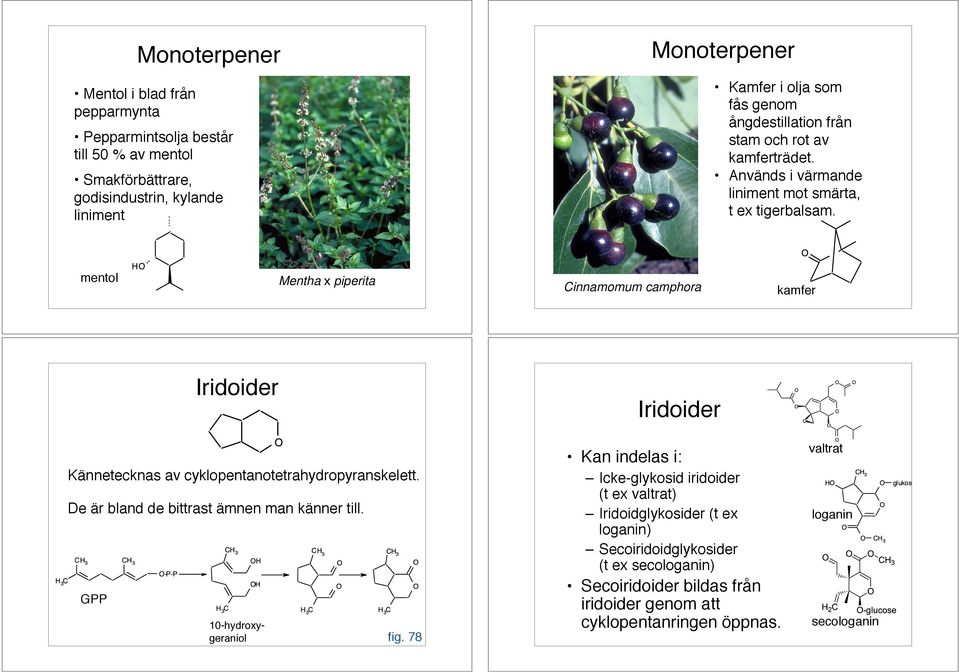 mentol Mentha x piperita Cinnamomum camphora kamfer Iridoider Iridoider Kännetecknas av cyklopentanotetrahydropyranskelett. De är bland de bittrast ämnen man känner till.