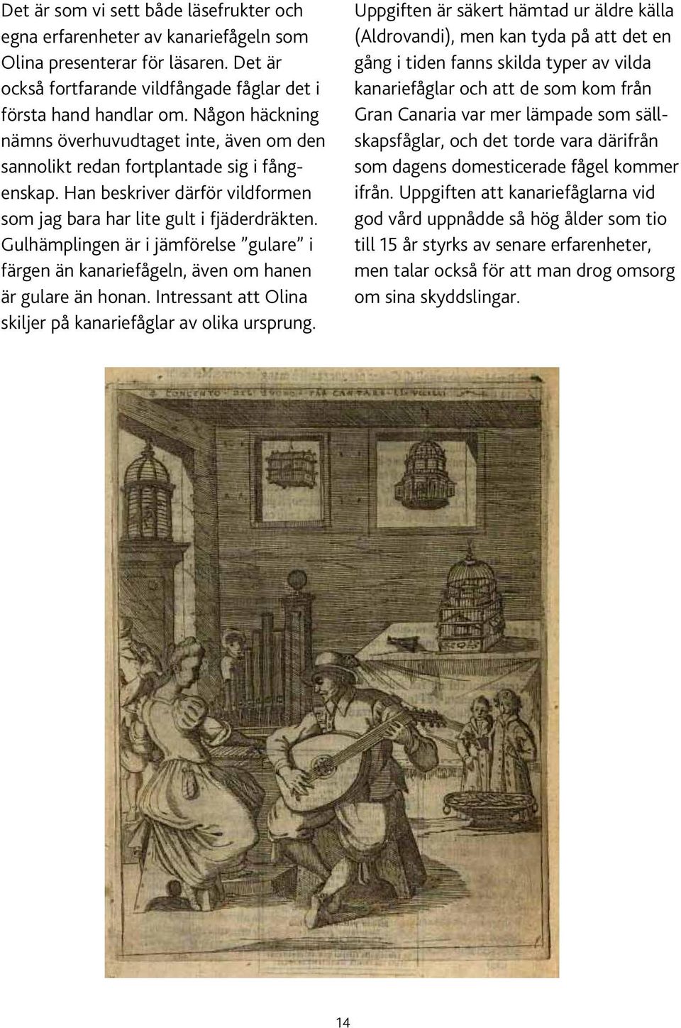 Gulhämplingen är i jämförelse gulare i färgen än kanariefågeln, även om hanen är gulare än honan. Intressant att Olina skiljer på kanariefåglar av olika ursprung.