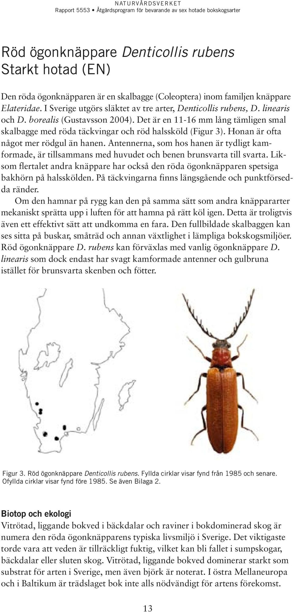 Det är en 11-16 mm lång tämligen smal skalbagge med röda täckvingar och röd halssköld (Figur 3). Honan är ofta något mer rödgul än hanen.