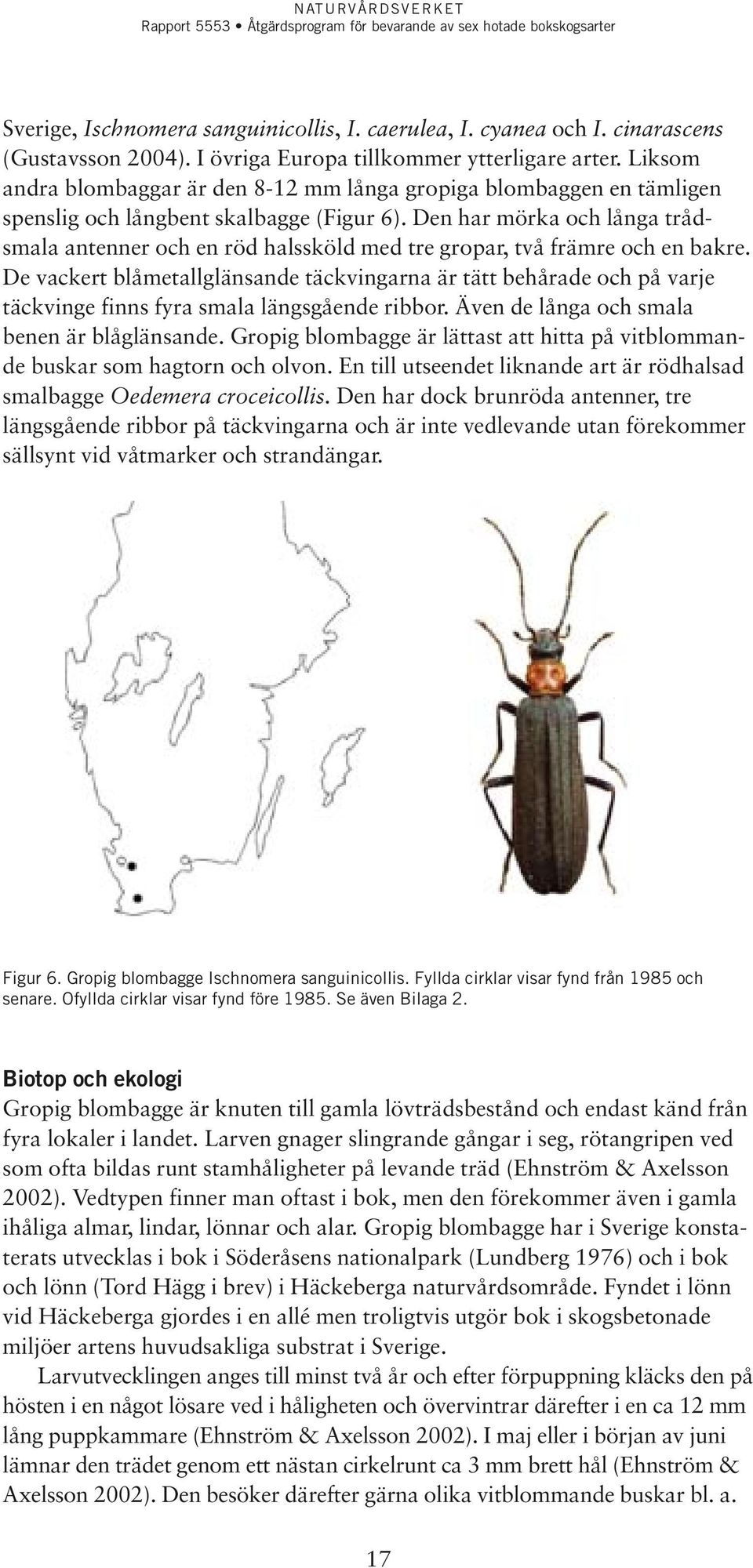 Den har mörka och långa trådsmala antenner och en röd halssköld med tre gropar, två främre och en bakre.