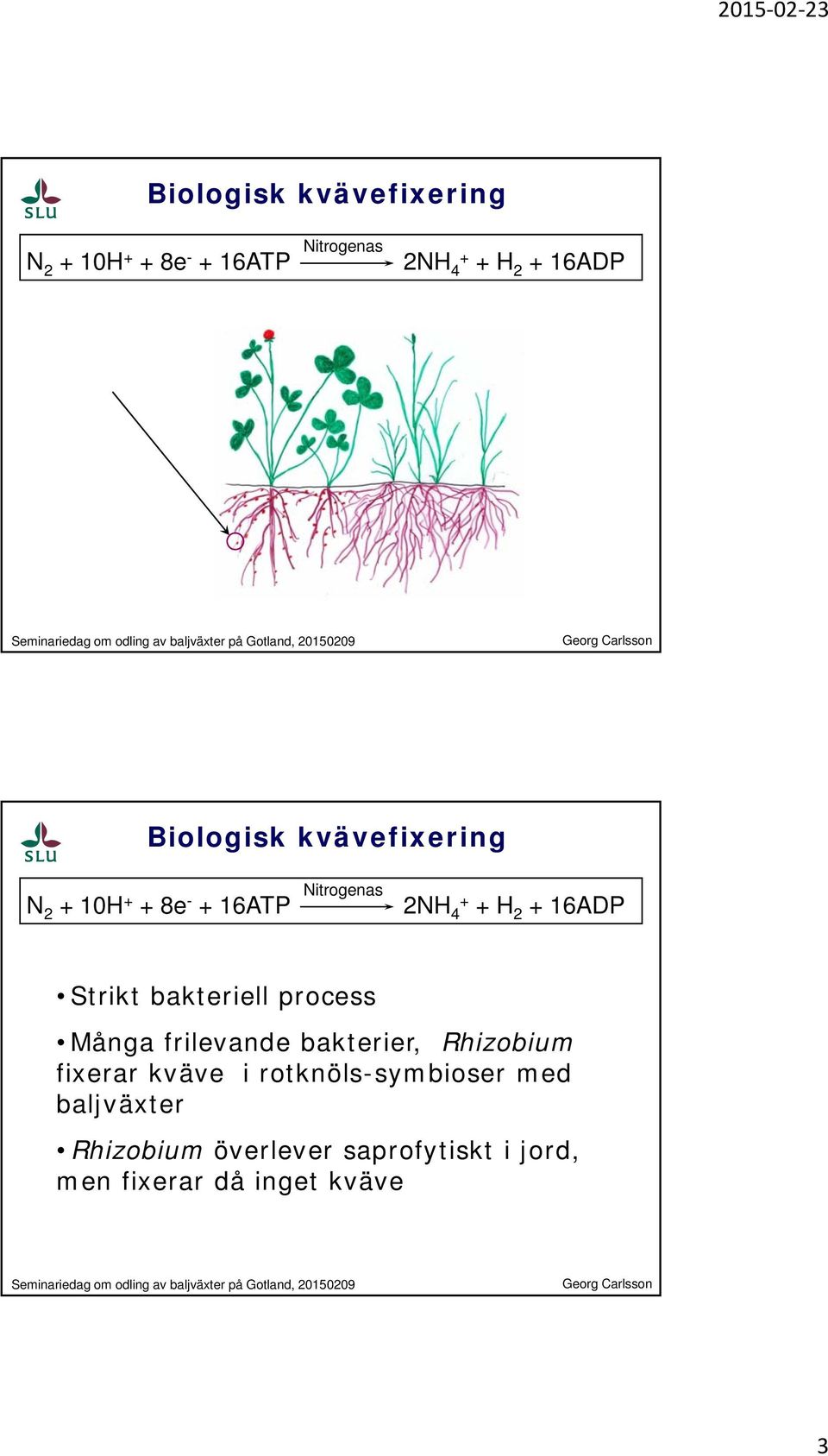 rotknöls-symbioser med baljväxter Rhizobium överlever saprofytiskt i jord, men fixerar