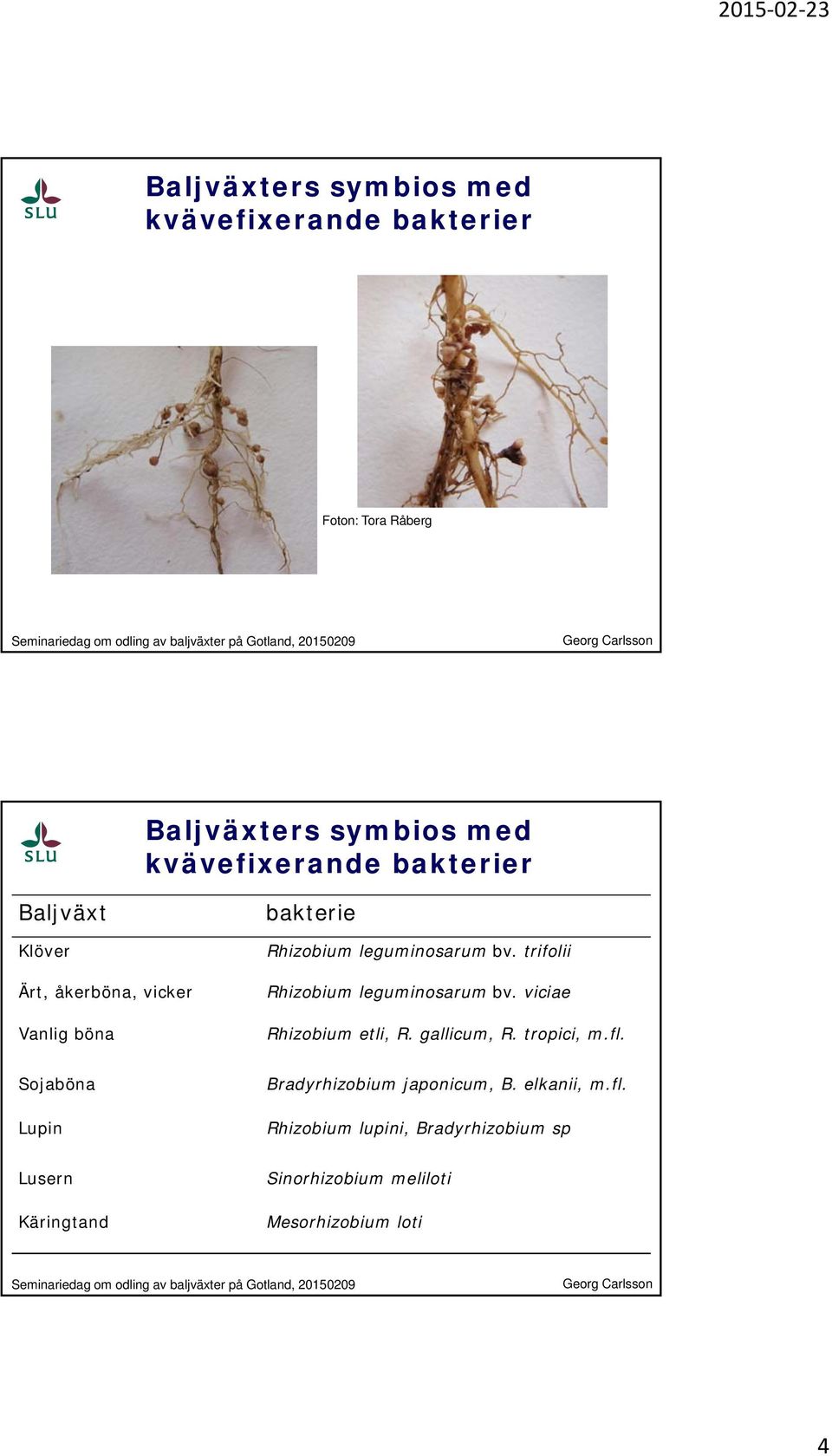 trifolii Rhizobium leguminosarum bv. viciae Rhizobium etli, R. gallicum, R. tropici, m.fl.