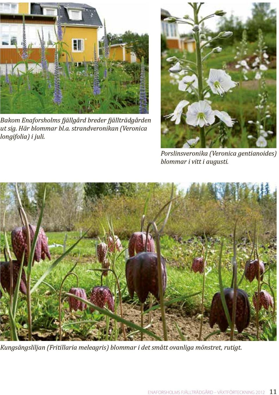 Kungsängsliljan (Fritillaria meleagris) blommar i det smått ovanliga mönstret,