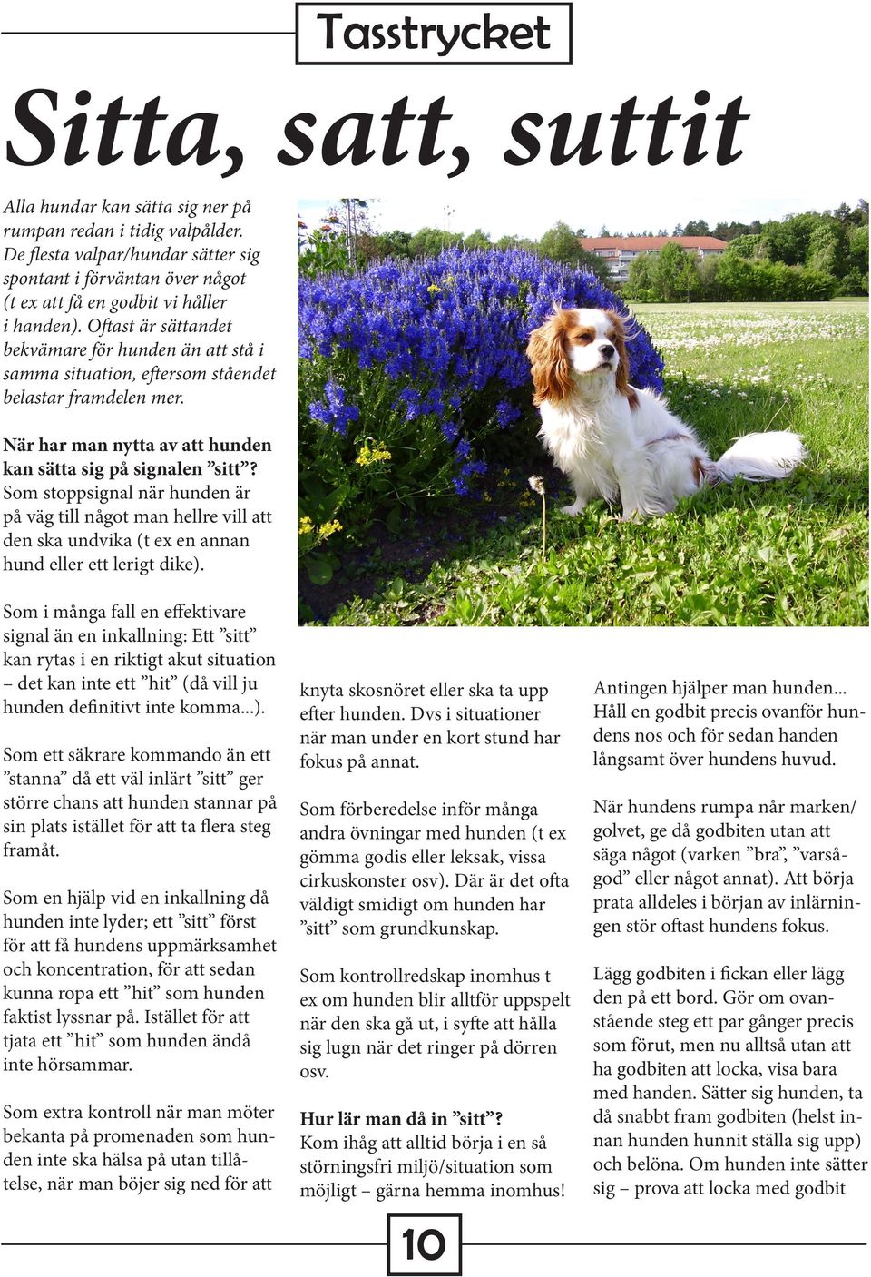 Som stoppsignal när hunden är på väg till något man hellre vill att den ska undvika (t ex en annan hund eller ett lerigt dike).