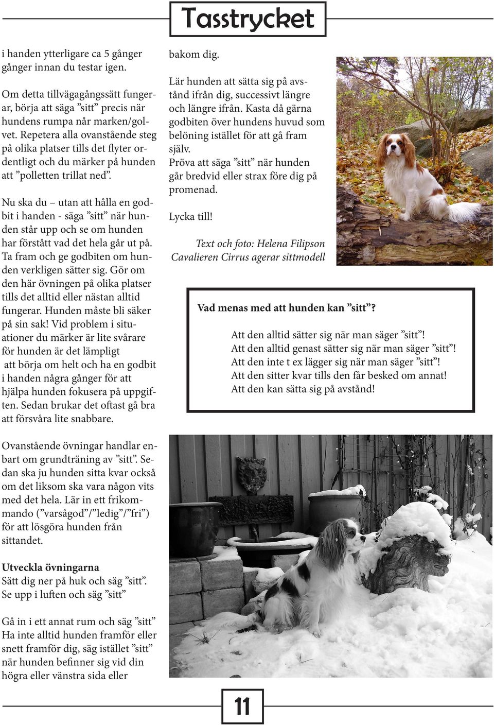 Nu ska du utan att hålla en godbit i handen - säga sitt när hunden står upp och se om hunden har förstått vad det hela går ut på. Ta fram och ge godbiten om hunden verkligen sätter sig.