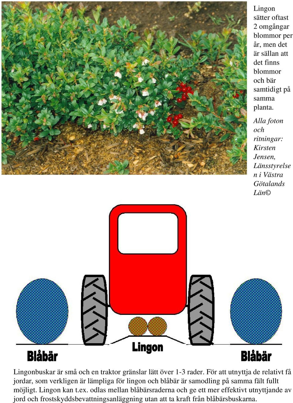 rader. För att utnyttja de relativt få jordar, som verkligen är lämpliga för lingon och blåbär är samodling på samma fält fullt möjligt.