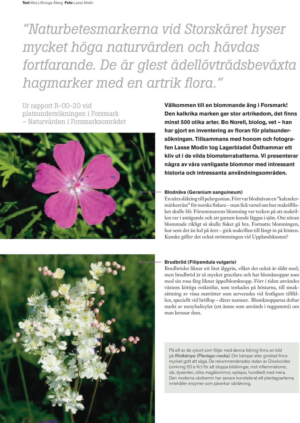 Den kalkrika marken ger stor artrikedom, det finns minst 500 olika arter. Bo Norell, biolog, vet han har gjort en inventering av floran för platsundersökningen.