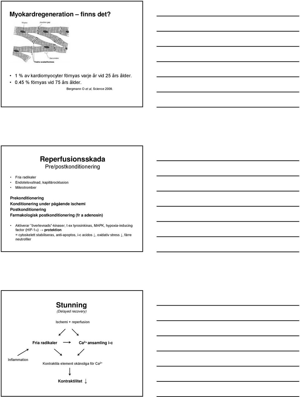 Farmakologisk postkonditionering (fr a adenosin) Aktiverar överlevnads -kinaser, t ex tyrosinkinas, MAPK, hypoxia-inducing factor (HIF-1α) protektion = cytoskelett stabiliseras,