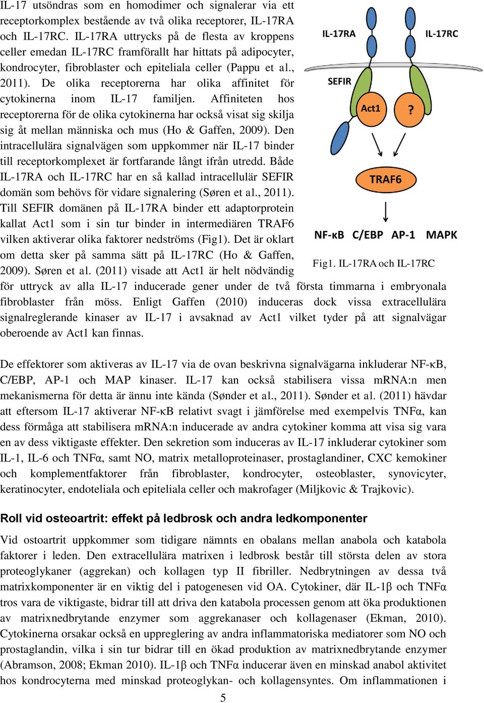 De olika receptorerna har olika affinitet för cytokinerna inom IL-17 familjen.