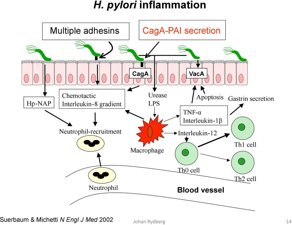 1 β Gastrin secretion Neutrophil-recruitment Interleukin - 12 Macrophage Th1